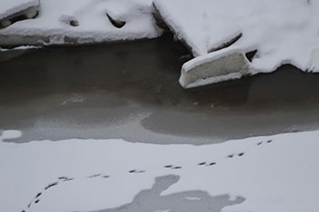 Следы выдры на снегу возле водоёма Следы выдры на снегу возле водоёма