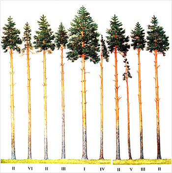 Классификация деревьев в лесу по степени угнетённости