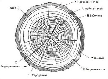 Строение ствола