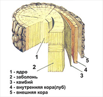Строение ствола