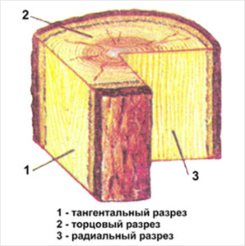 Главные разрезы ствола