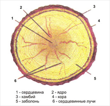 Поперечный разрез ствола