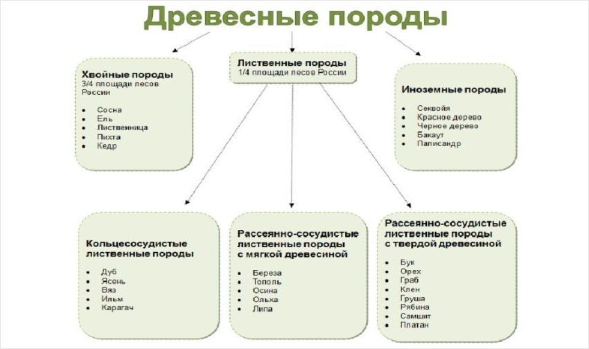 Классификация пород деревьев