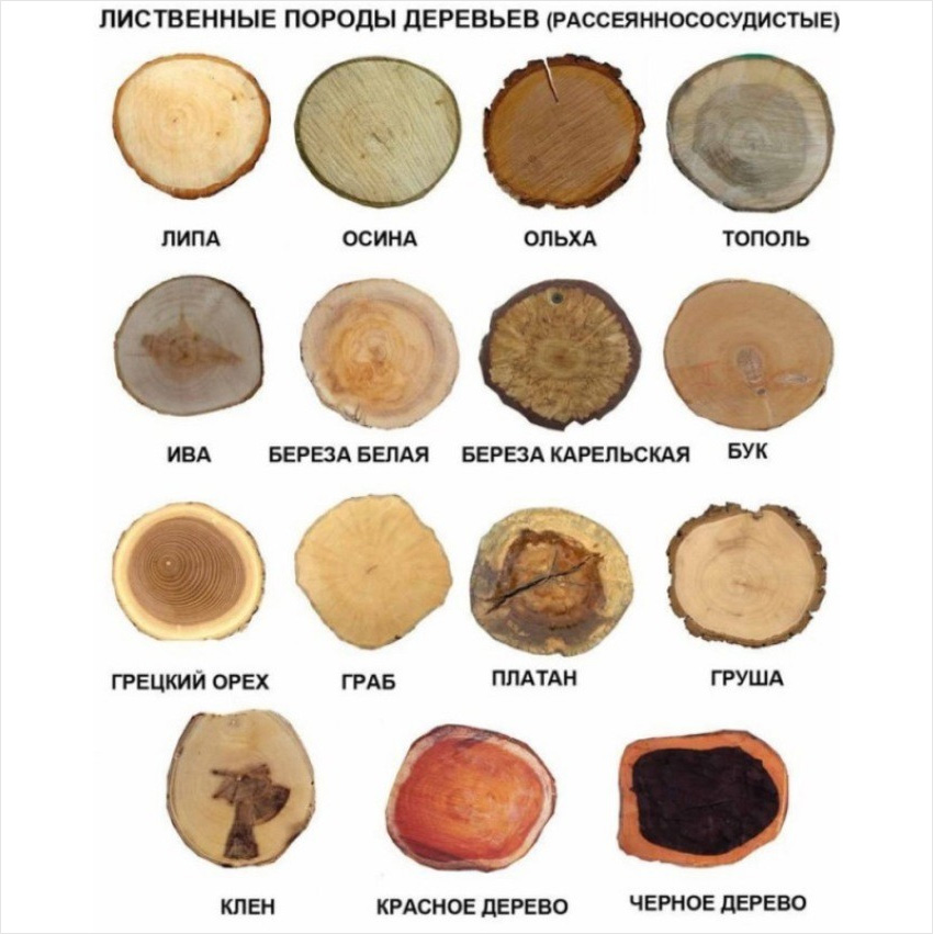 Классификация лиственных пород