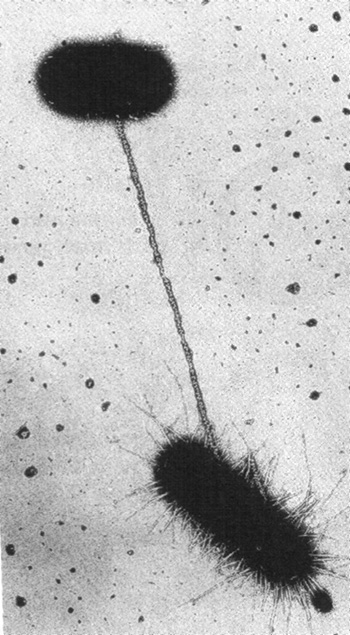Електронна мікрофотографія двох бактерій кишкової палочки