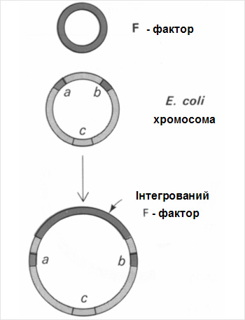 Генетична інформація (F- фактор), попавши в бактерію, вбудовується в її хромосому