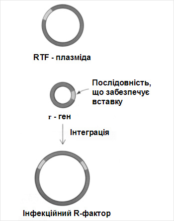 Механізм утворення інфекційного R-фактору