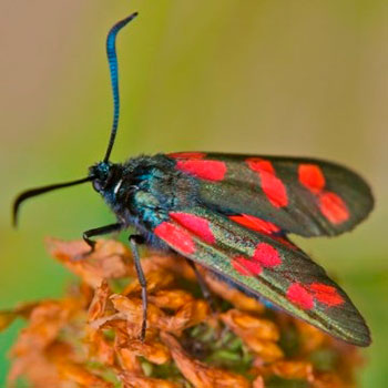 Пістрянка - шкідлива метелик в наших садах