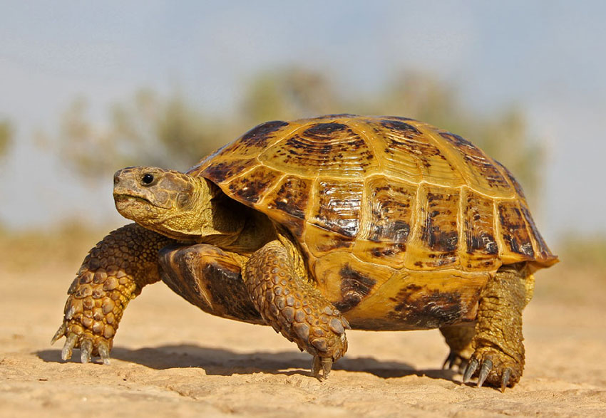 Ще про безперервність і ... розв'язання задачі про черепаху