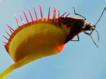 Листок-капкан венериної мухоловки