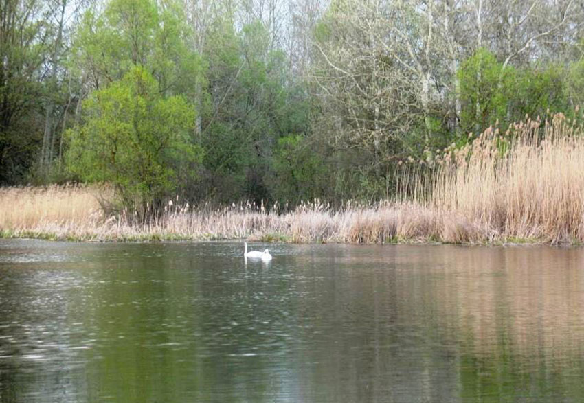 … в мудре царство Шарлеманя!