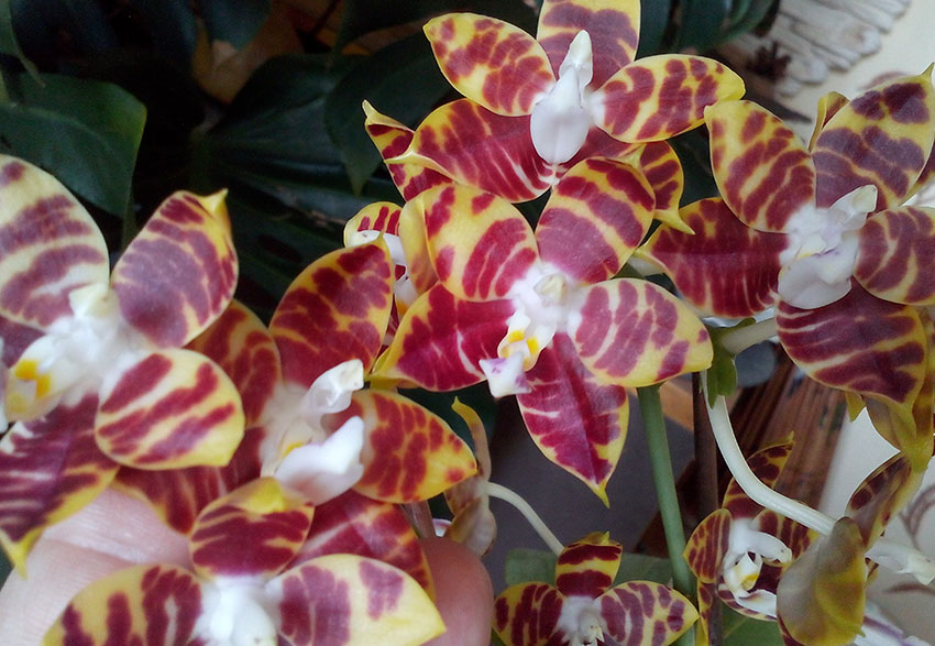 Phal. Brother Ambo Passion