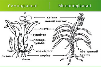 Рис.1 Рис.1