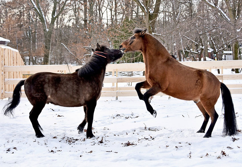 2026 – рік коня